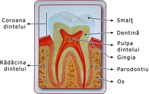 anatomia_dintelui